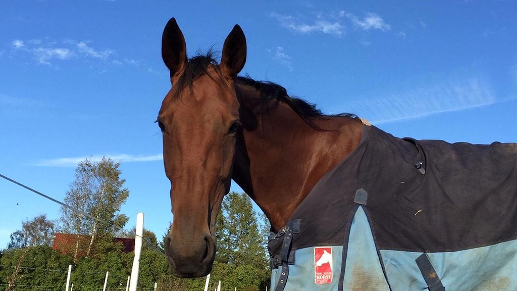 Victory Zet on Heli Taipaleen silmäterä, joka osaa vaatia palvelua.