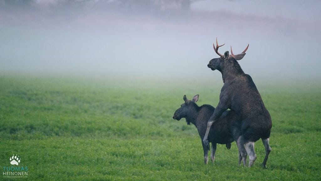 Tässäkö vuoden luontokuva?
