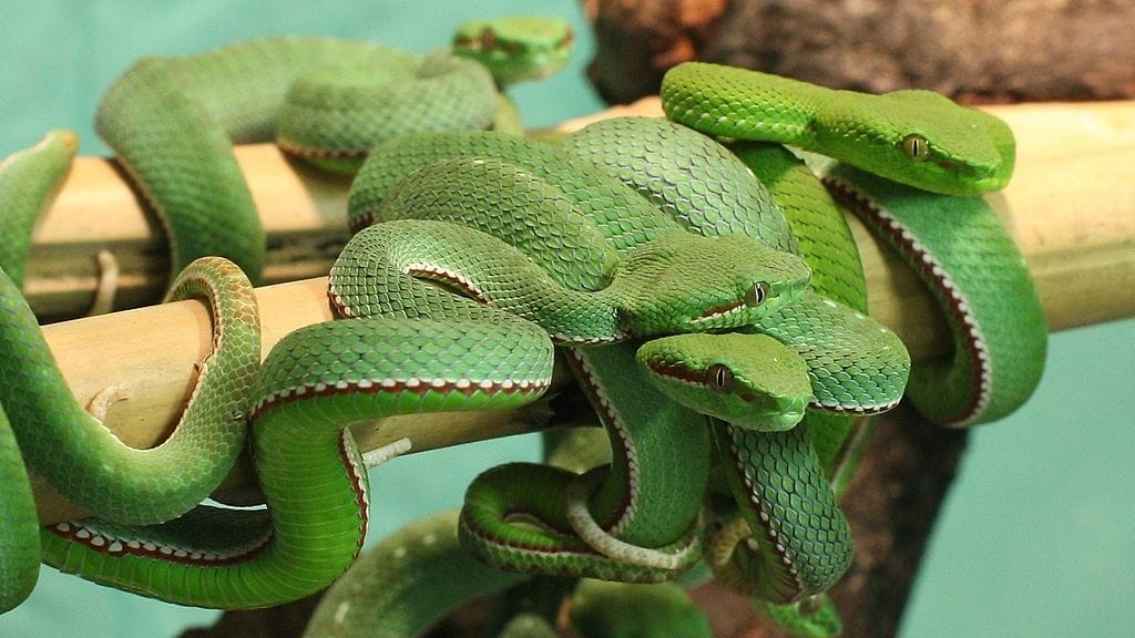 Popenpalmukyykäärme sai keskiviikkona poikasia Tropicarioissa Helsingissä.
