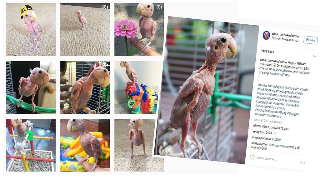 Rhea pystyy omistajansa mukaan elämään tavallista linnunelämää sairaudestaan huolimatta.