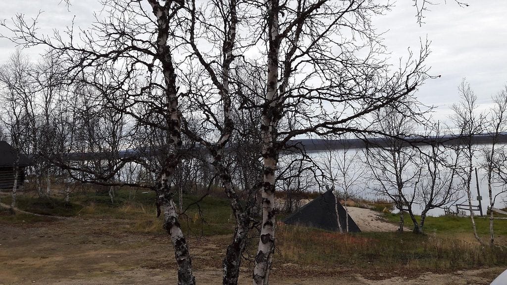 Paljas ruska. Kuva: Nora Niemelä