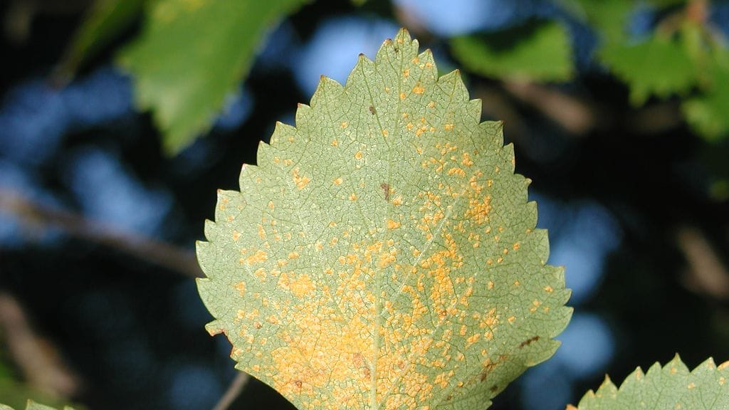 Koivunruoste sienitauti vie lähdet koivuista eikä ruskaa tule.