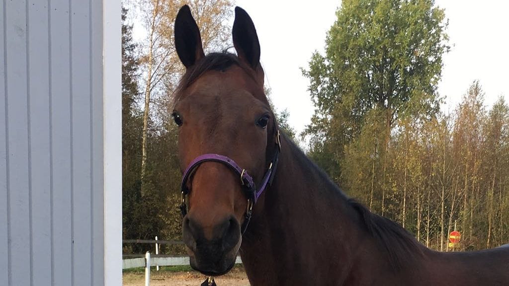 Matias Salon valmentamalla ja Taru Rajalan hoitamalla Valentin Ladaylla on kaikki mallillaan syyskuisen starttipäivän aamuna.