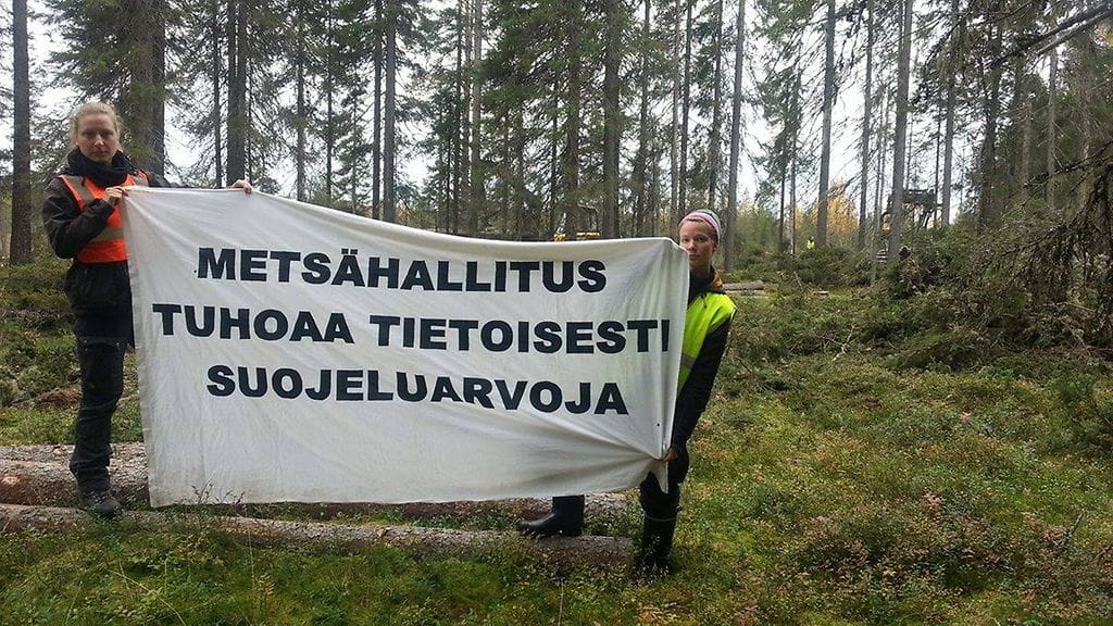 Luonto-Liiton mukaan hakkuissa rikotaan todennäköisesti luonnonsuojelulakia.