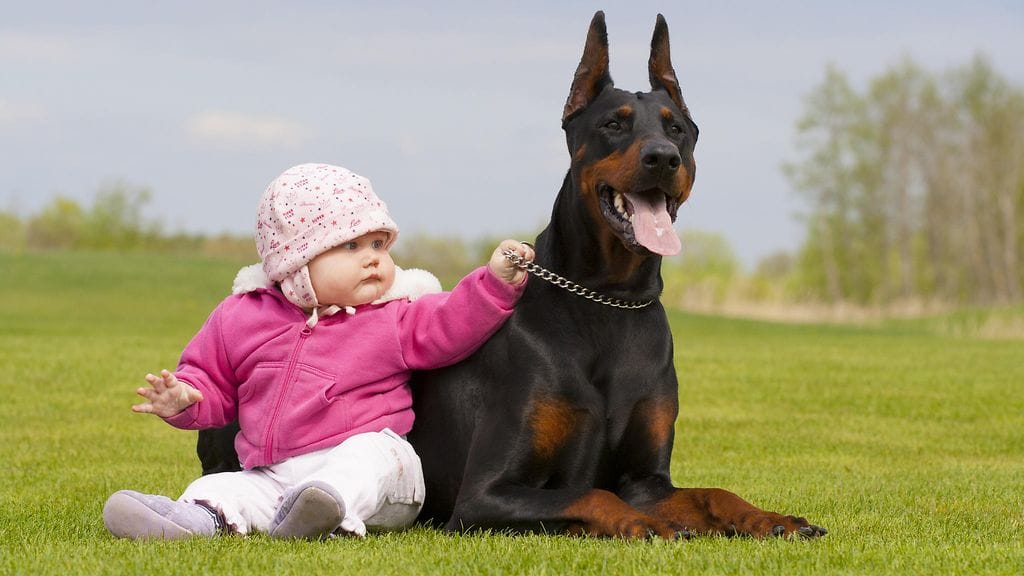 Kuvituskuvan koira ja lapsi eivät liity tapaukseen.