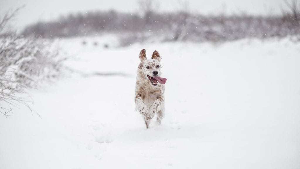 Lunta rakastava koira sai kokea lumisateen vielä kerran, ennen kuin se lähtisi viimeiselle matkalleen.