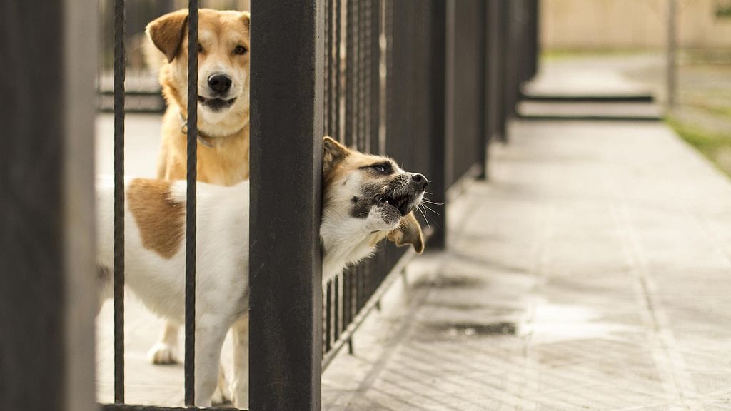 Kuvan koirat eivät liity tapaukseen.
