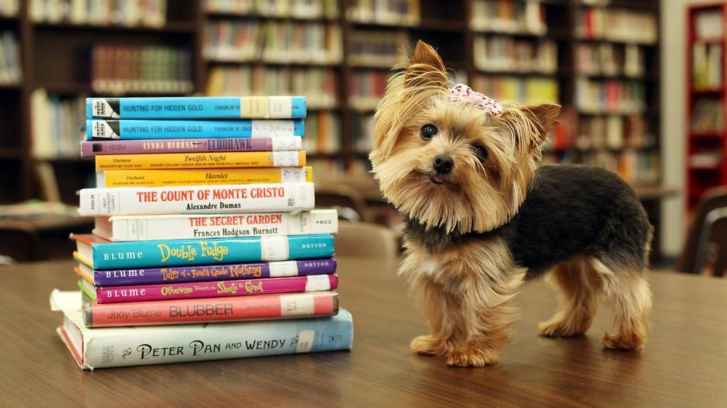 Miniterrieri Lucy kouluvierailulla.