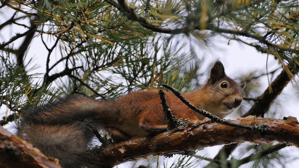 Kuvan orava ei liity tapaukseen.