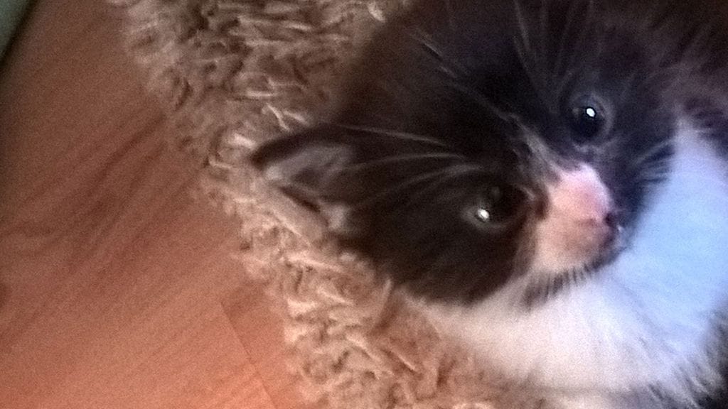 Kalle sai uuden kodin Toivasten perheestä.