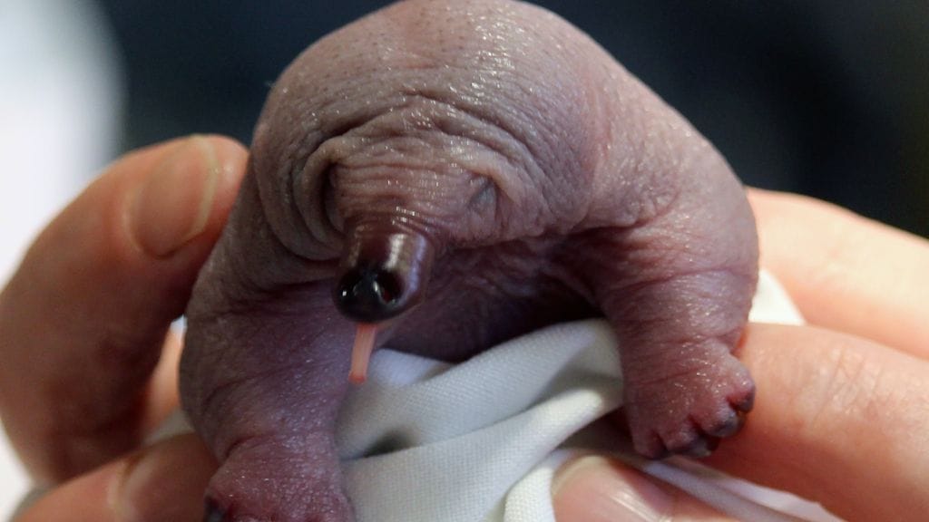 Buddha-nokkasiili esittelee pitkää kieltään, jolla se pienestä koostaan huolimatta pystyy nappaamaan muurahaisia ja termiittejä ruoaksi.