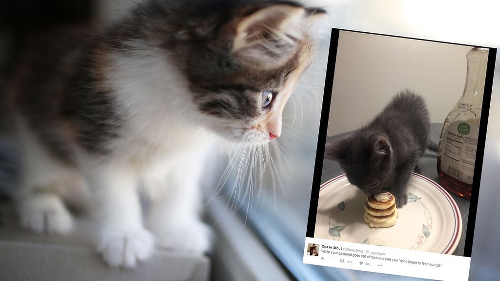 Poikaystävä päätti näyttää puolisolleen, että osaa pitää hyvää huolta heidän lemmikistään.