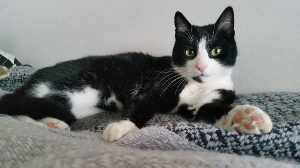 7-vuotias Kisu-kissa löytyi kuolleena vantaalaisesta omakotilähiöstä.