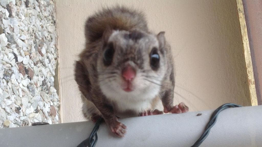 Oili Luukkainen liito-orava poikanen 2