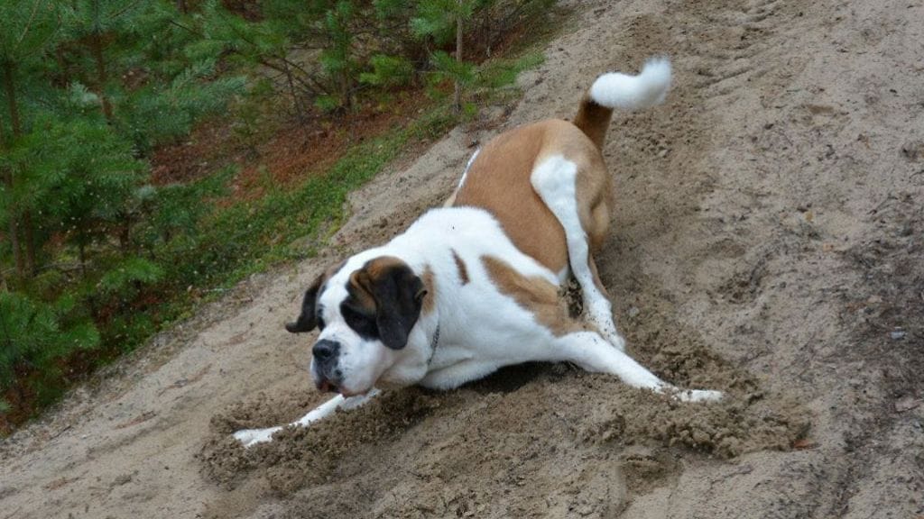 Viljo-koira hävisi maanantaina.