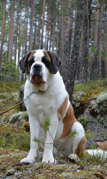 Viljo-Koira hävisi Korpilahdella syys-lokakuussa 2016.