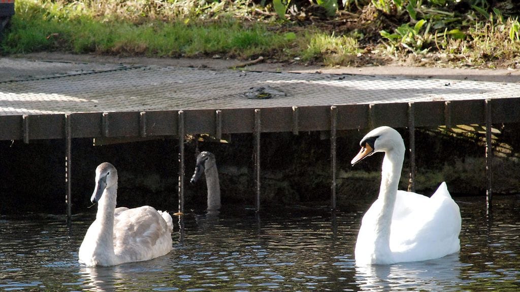Vesi oli huuhtonut nuoren joutsenen verkkokalterin taakse, eikä se päässyt omin avuin pois.