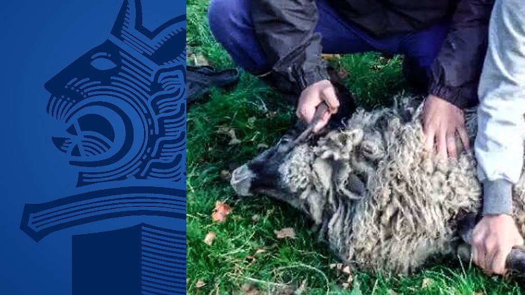 Poliisin haltuunsa saama kuva lampaan viimeisistä hetkistä. Epäillyt pitelevät lammasta paikallaan.