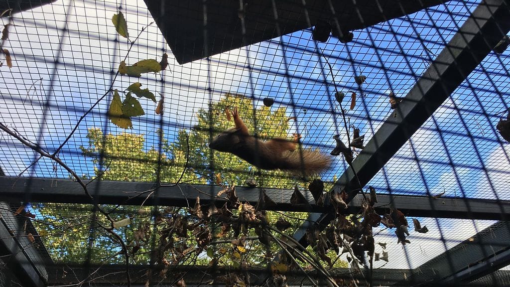 Orpo orava Korkeasaaren villieläinsairaalassa.