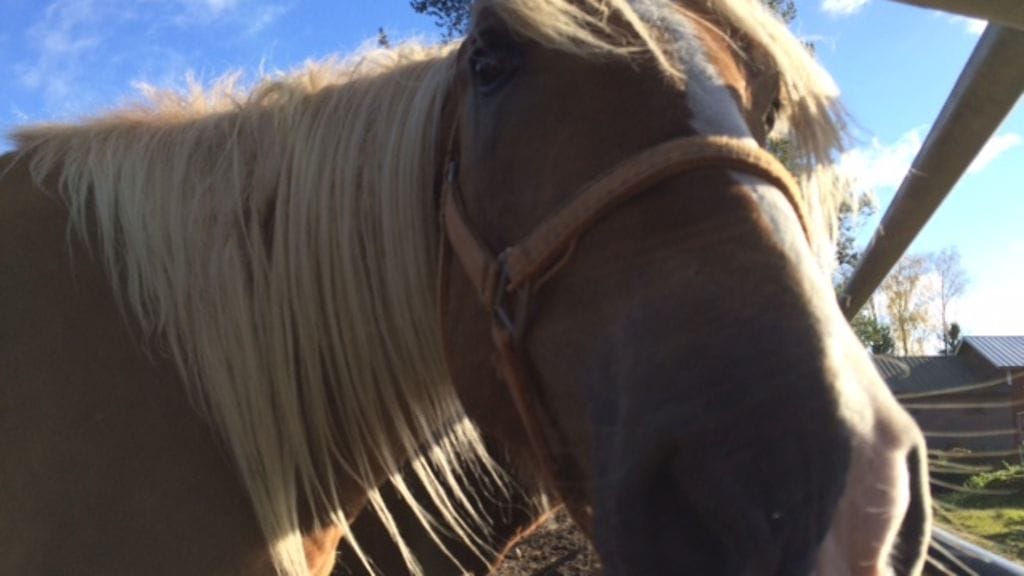 Forssan raveissa voit kokea hevosenomistajuuden jännittävimmät hetket ilman riskejä tai sitoutumista.