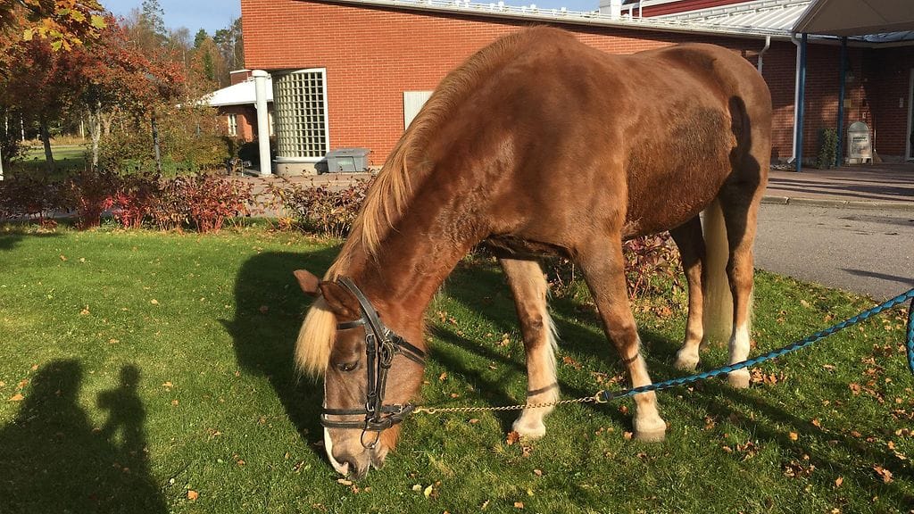 Ypäjä Tarja suomenhevonen