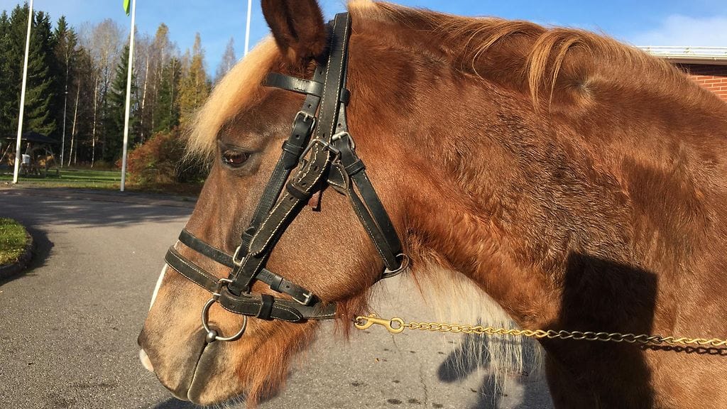 Ypäjä Tarja lähikuva