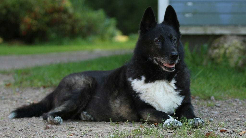 Rita-koira toipuu hiljalleen tapahtuneesta. Sen nestetasapaino on jo kunnossa.