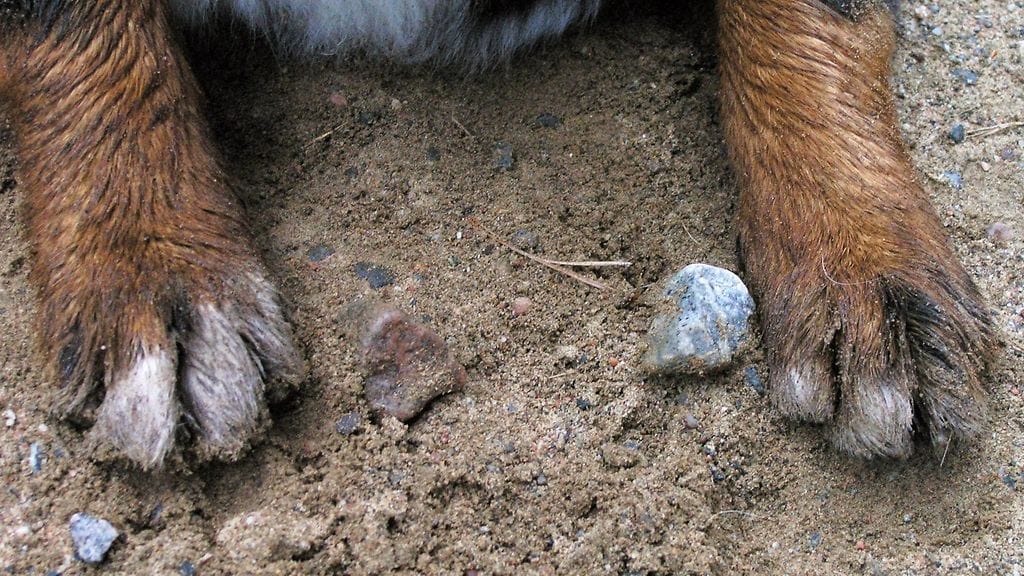 Poliisi on vaitonainen tapahtumien kulusta ja kaipaa silminnäkijöiden havaintoja asiasta. Kuvan koira ei liity tapaukseen.