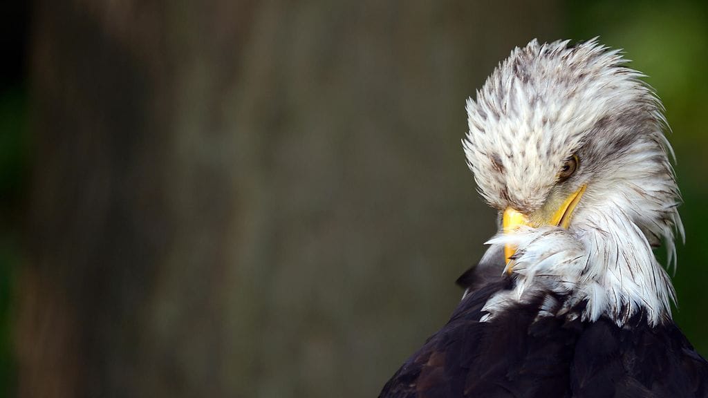 Ahtaaseen väliin joutuneen kotkan havaitsi vastaan tullut autoilija, joka ensin luuli kotkaa vain koristeeksi. Kuvituskuva.