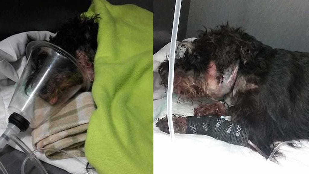 Hertta hyökkäyksen jälkeen. Suurin haava on korvan ja kallon lähettyvillä. Se sai aikaan silmän pullistumisen.