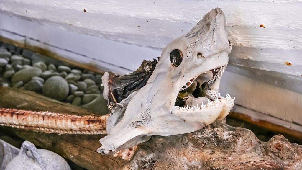 Mädätetty hai – siinäpä vinkki illallispöytään!