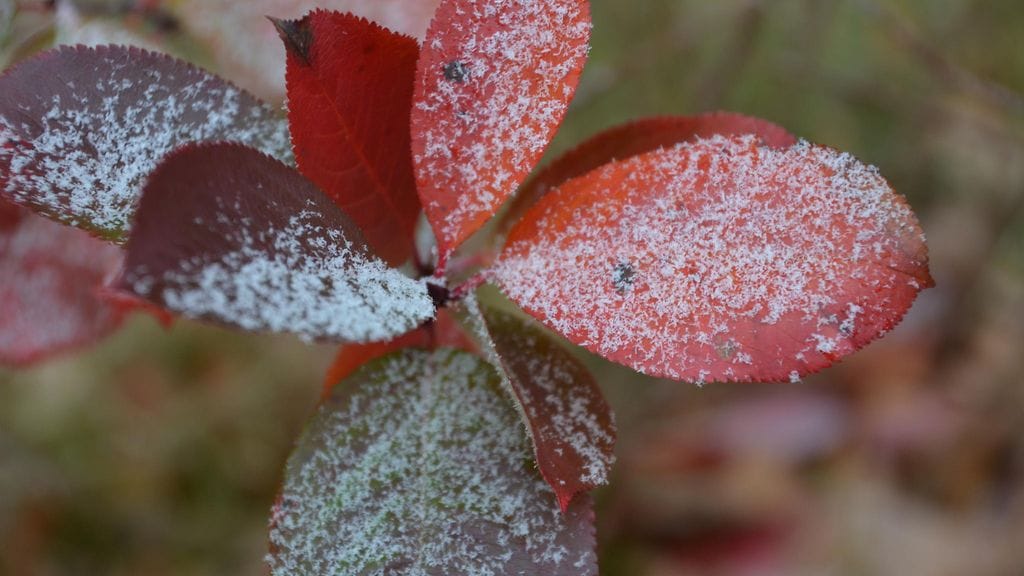 "Ensilumi" satoi Karttulassa 12.10.2016