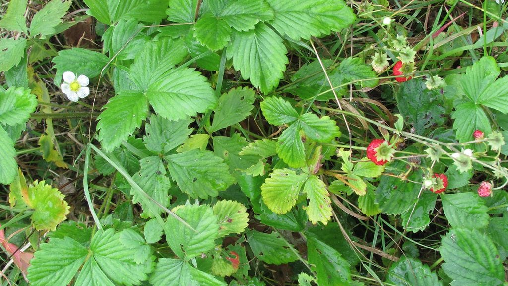 Helsingissä puutarhapalstalla kuukausimansikkaa kypsänä ja osa kukassa Vuosaaressa 12. lokakuuta 2016