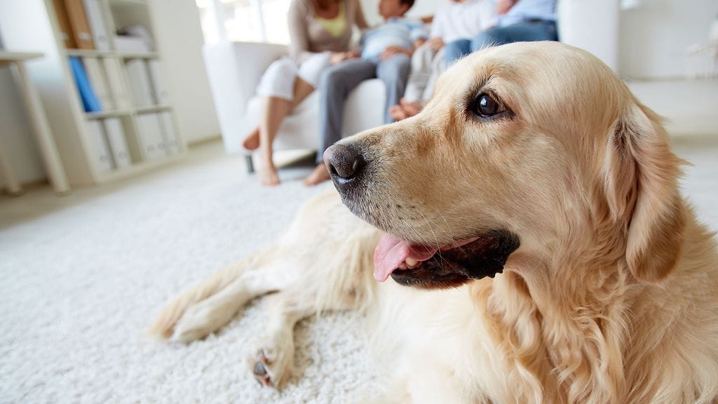 Omalle koiralle voi siedättyä.