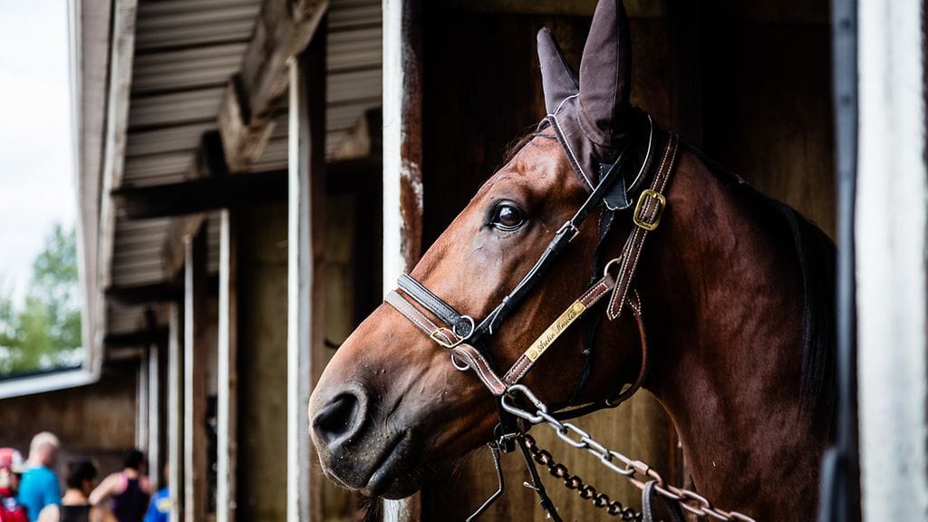 Kun hankkii varsan rinnalle kilpahevosen, ei varsan uran aloitusta odottaessa käy aika pitkäksi. Kuvituskuva.