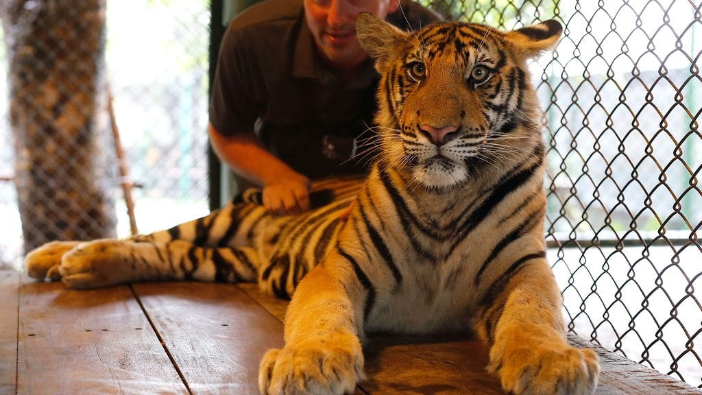 Turisti poseeraa tiikerin kanssa Thaimaassa lokakuussa 2015.