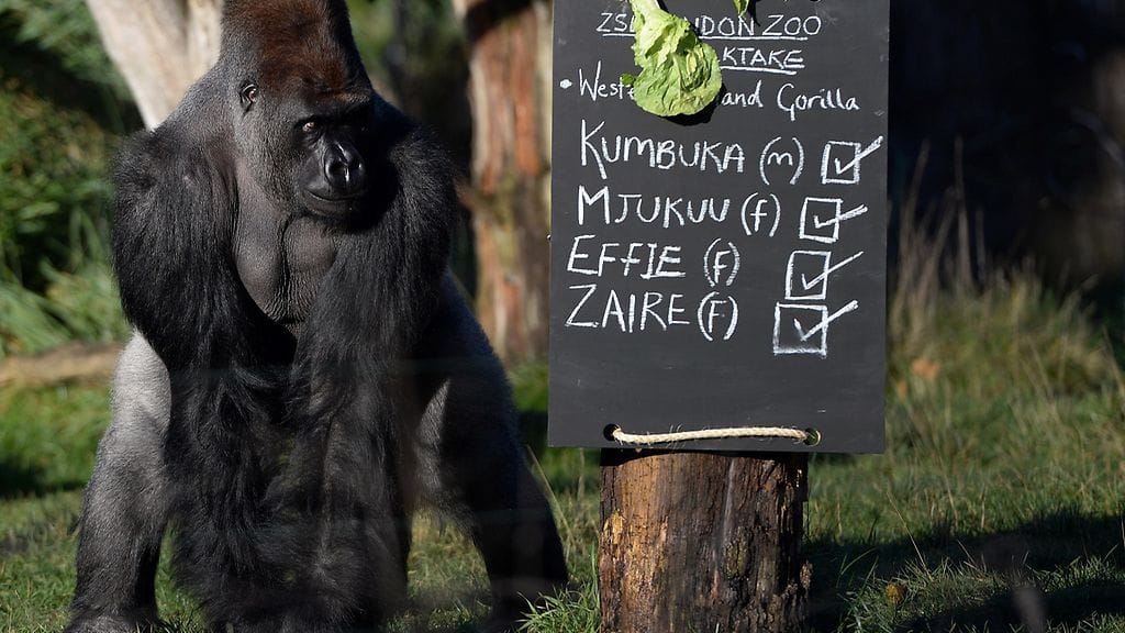 Lontoon eläintarhasta karannut Kumbuka-gorilla vuonna 2014.