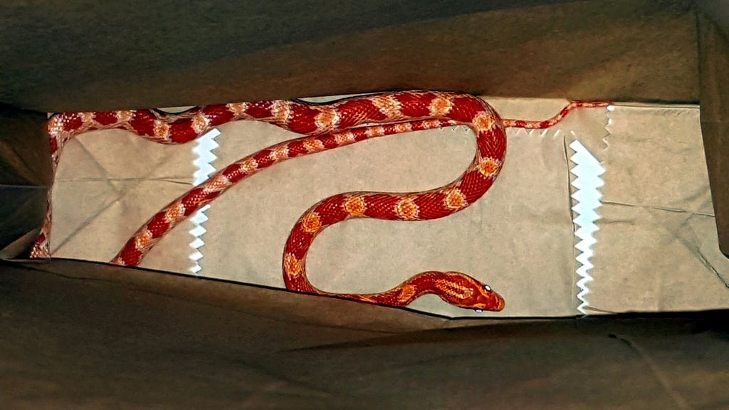 Hämeen poliisilaitoksella epäilty viljakäärme poliisin mukaan rekisteröitiin eli kuvattiin ja mitattiin.