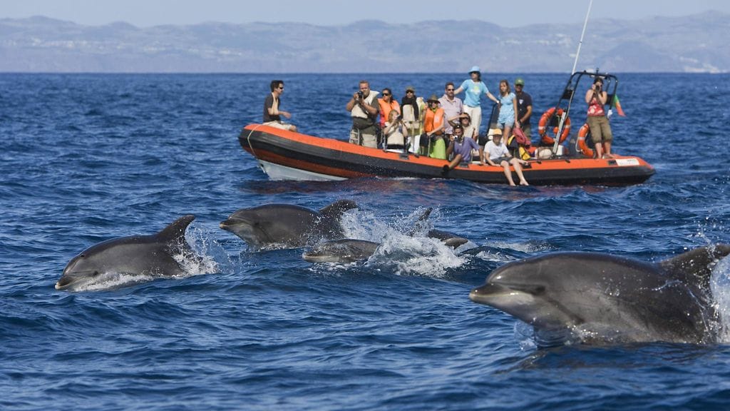 WWF:n suojelujohtajan mielestä delfiiniristeilyihinkin kannattaa suhtautua varauksella.
