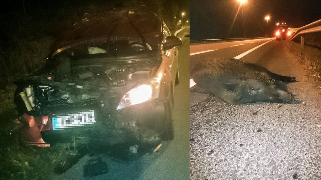 14.10.2016 tapahtui Sipoossa harvinainen kolari, kun autoilija törmäsi villisikaan.