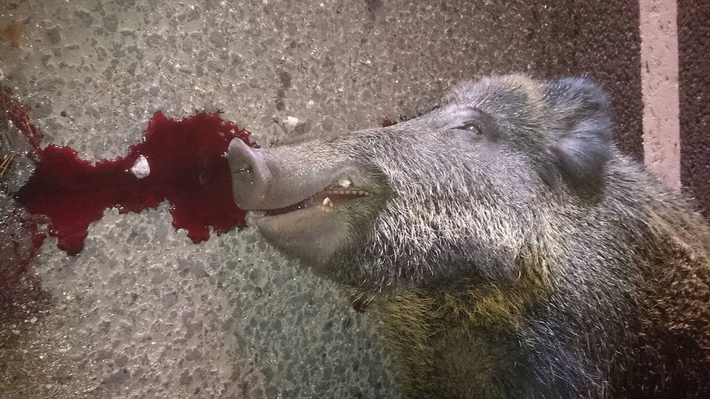 Villisika verissään