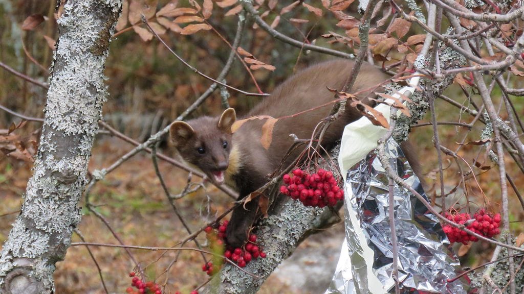 Tämä pihlajanmarjarohmu ei välittänyt edes harakoista tai raakkuvista variksista.