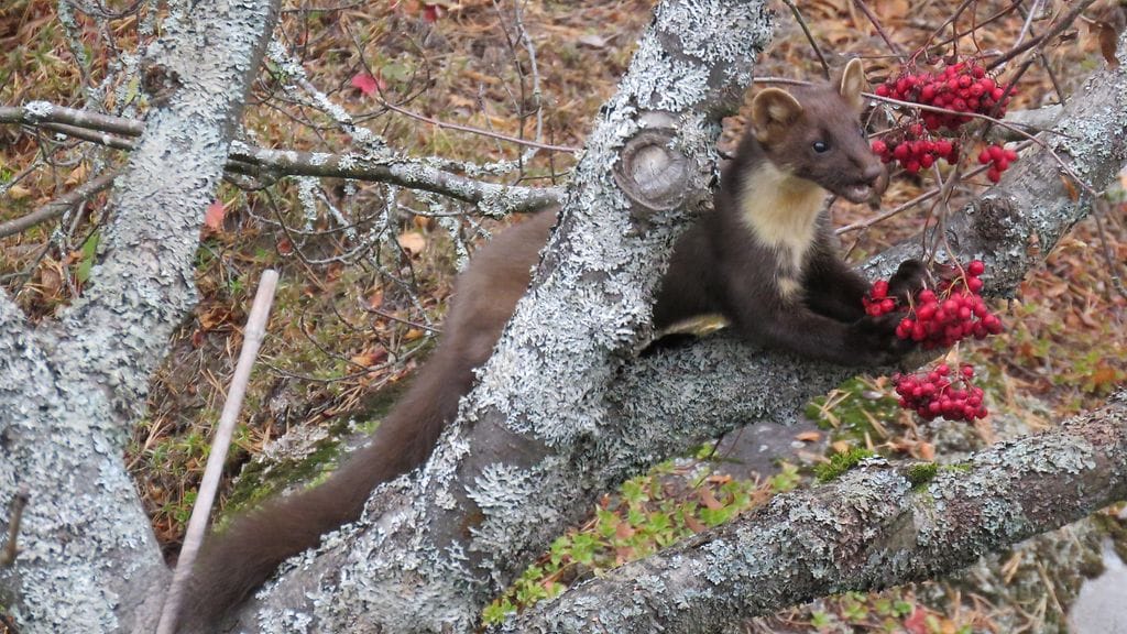 a824341cd2f5400fb584e4cbbedc7a77