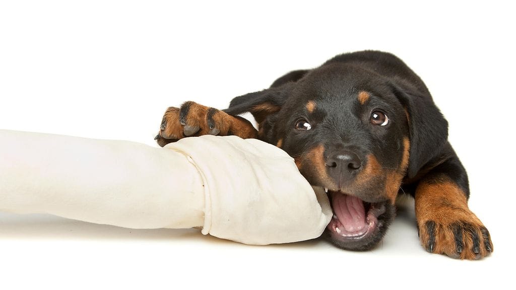 rottweiler, koira, pentu, luu