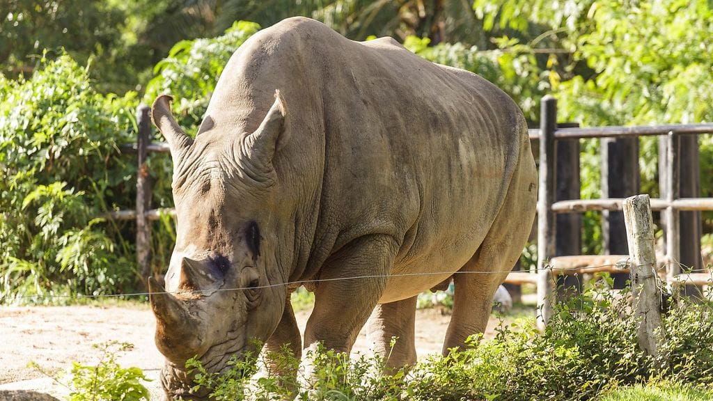 Kahdeksan sarvikuonoa kuoli suolamyrkytykseen, kun ne siirrettiin uudelle luonnonsuojelualueelle.