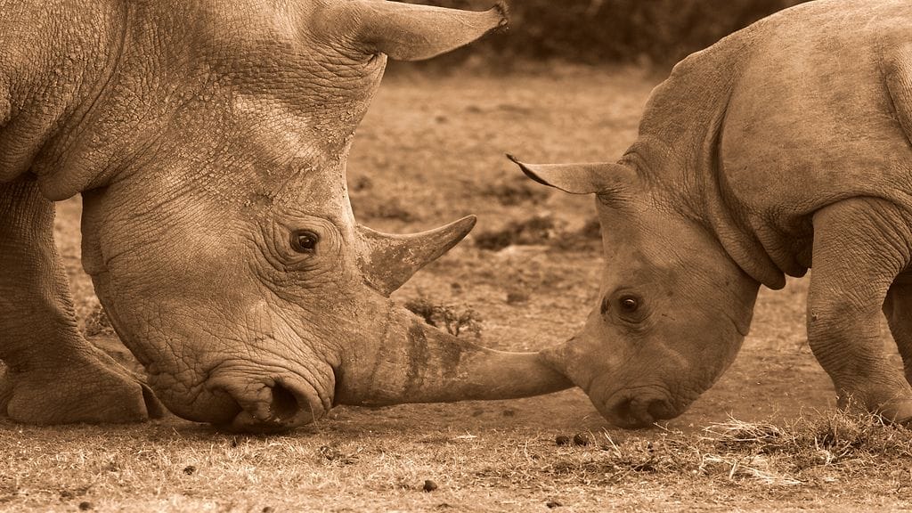 Eläintarhan työntekijän mukaan sarvikuonot ovat laumaeläimiä, jotka eivät ole tottuneet olemaan yksin.