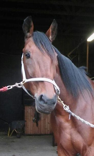 Moonlight Love käytävällä