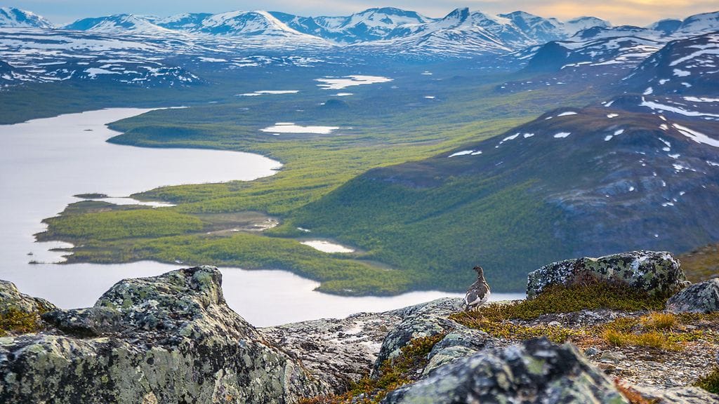 Saarijärveläisen Juha-Pekka Paanasen lintukuva Kiirunasta vakuutti tuomariston.