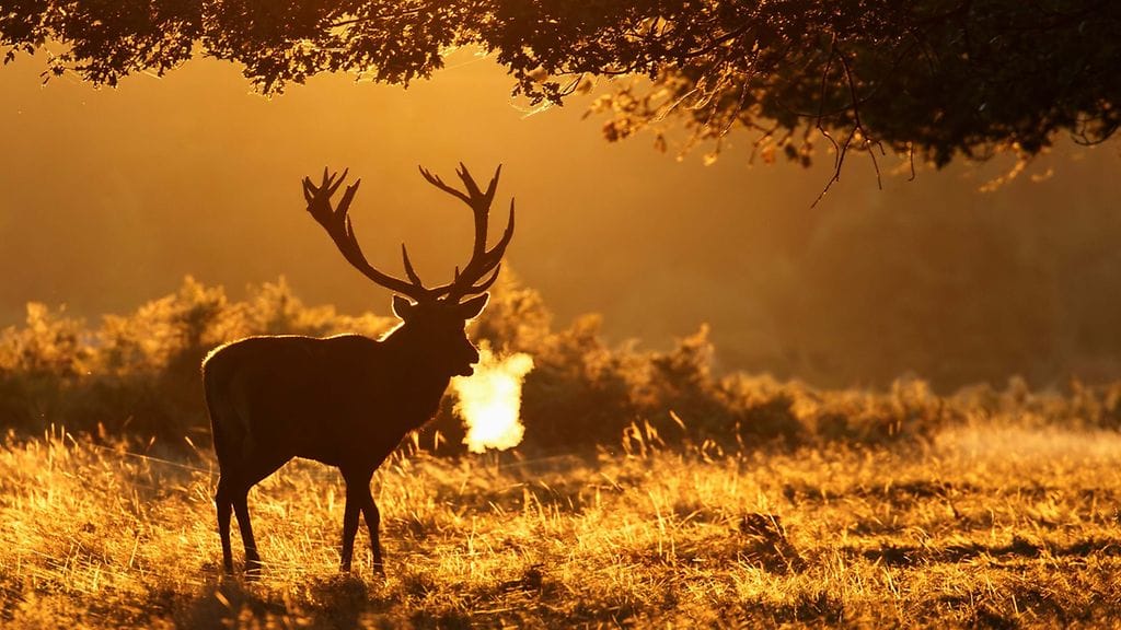 Nyt kannatti herätä. Valokuvaaja nousi puoli neljältä aamuyöllä päästäkseen kuvaamaan upean syksyisen peuran. Kuvaa ei ole käsitelty lainkaan.