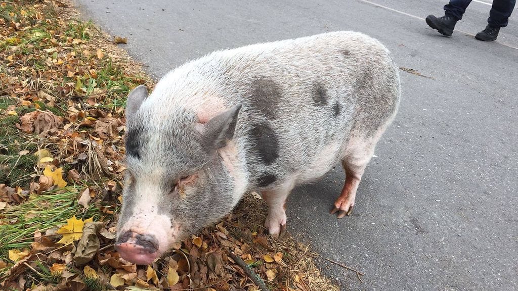 Länsi-Uudenmaan poliisi sai harvinaisen huvittavan tehtävän kontolleen viikonloppuna. Tarina päättyi onnellisesti, kun karkulainen pääsi ehjänä takaisin kotiinsa.
